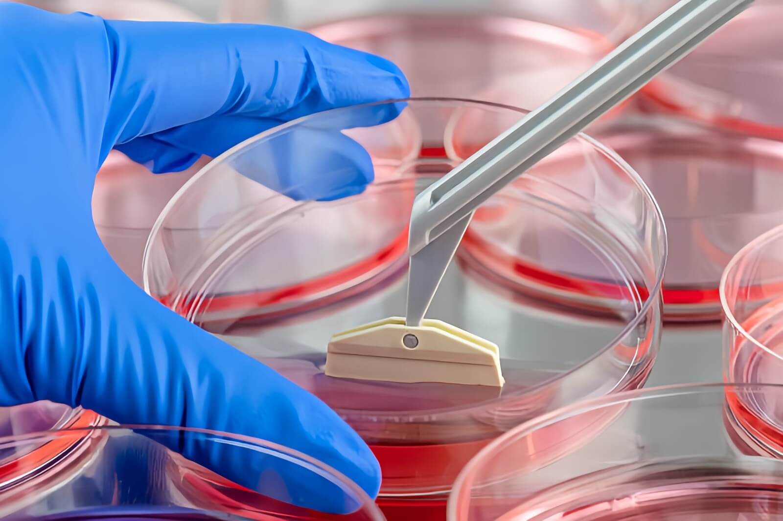 1693038564367819.jpg 培養(yǎng)皿1.jpg